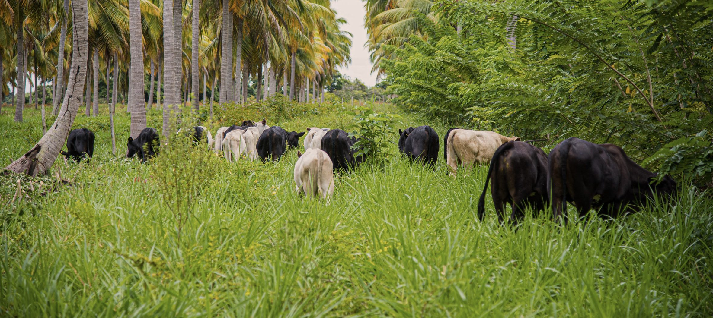 Fotografia colorida de vacas e bois brancos e pretos em um gramado alto. À esquerda e à direita, árvores e plantas.